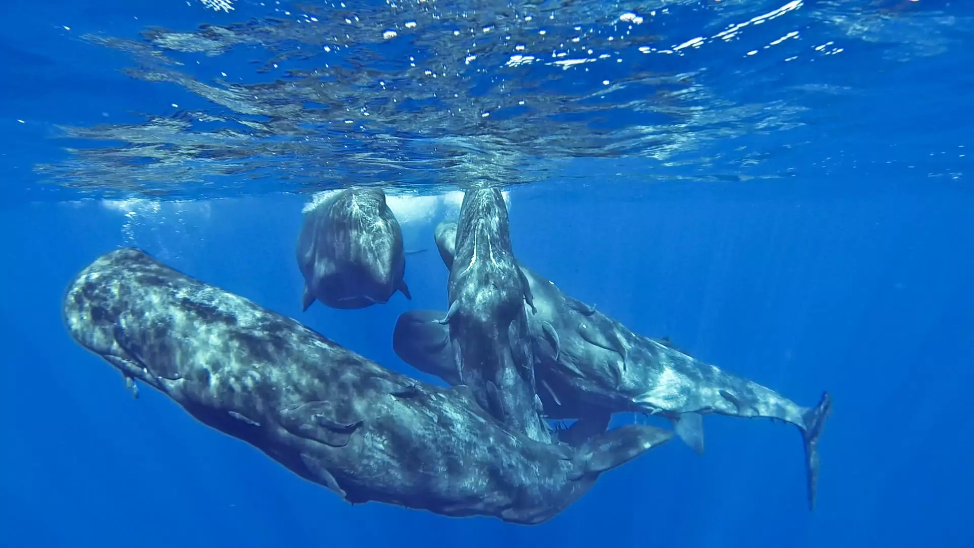 Des cachalots en train d'interagir sous l'eau