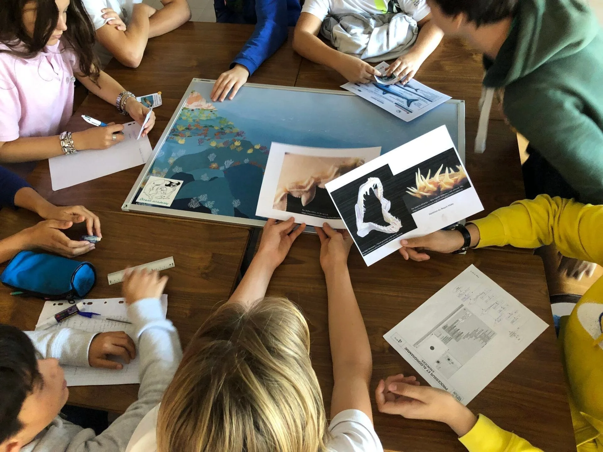 Les élèves autour d'une table lors d'une activité ocean academy avec des photos de machoires de requins