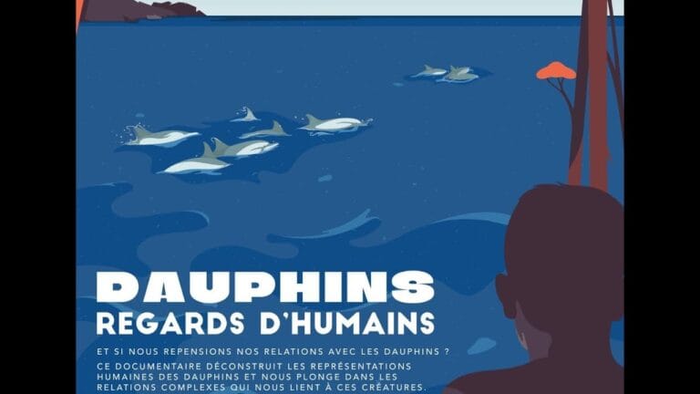 dauphins regards humains vignette