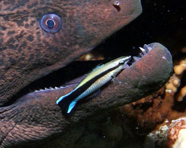 un labre nettoie la bouche d'une murène